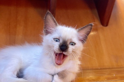 Bavaria 39 - Cabines y baño exclusivos