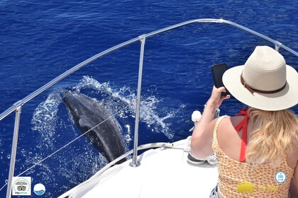 Hire Motorboat Bayliner Ciera 2355 Calheta