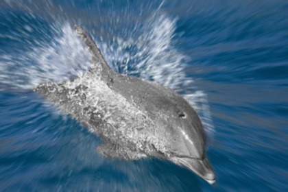 CATAMARAN CAP VERT - Belize 43