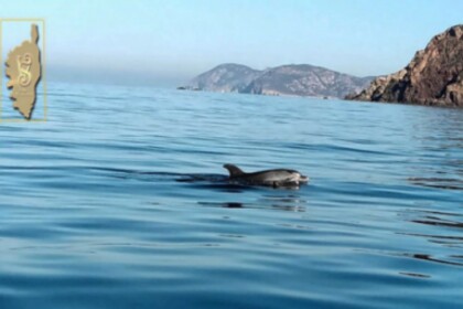 Ενοικίαση Φουσκωτό CAPELLI TEMPEST 505 Galéria