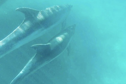 Stylmer Black Pearl 10M 500Cv