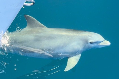 Wöchentliche Segelreisen rund um Menorca im Sommer