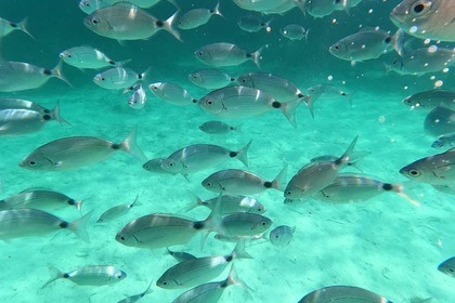 Noleggio Gommone Perondi Beluga 22 Porto Cesareo