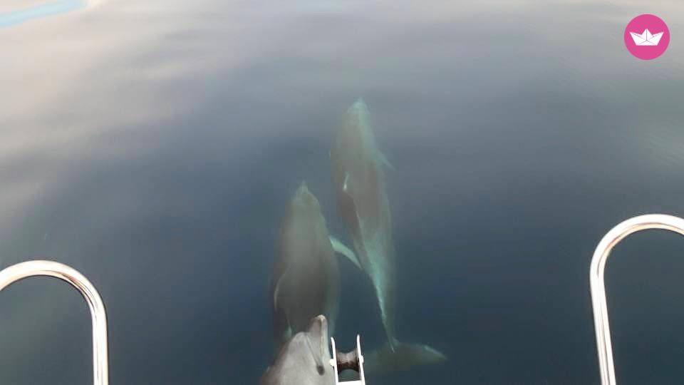 Quicksilver Activ 675 Sundeck