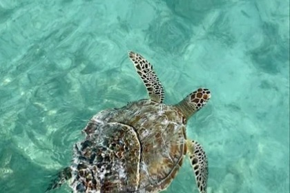 Poseidon Blue Water 185