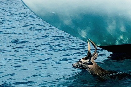 Wooden Sloop that travelled the entire globe
