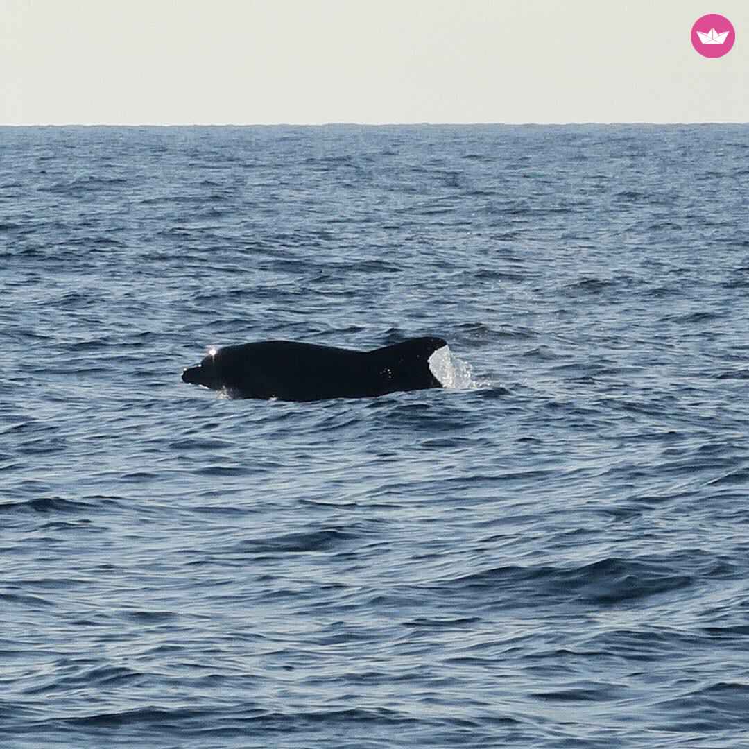 Jeaneau Sun Odyssey 40 in Barcelona for hire