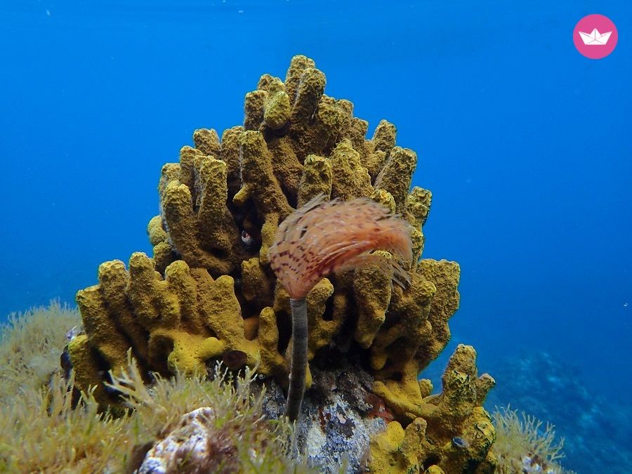 RIB Seastar Horizon for hire