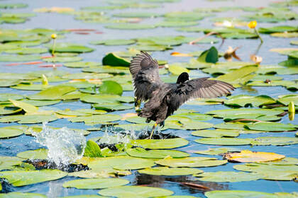 Explore Skadar lake with us!