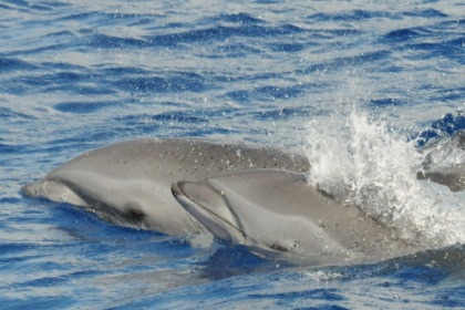 Catamaran croisière et sortie