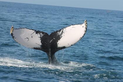 WHALES IN SAMANA FROM JANUARY TO APRIL, WHALES VISIT US. THEY COME EVERY YEAR TO MATE AND GIVE BIRTH. ENJOY THE SHOW IN COMFORT. HAITISES AND CAYO LEVANTADO AND THE WHALES