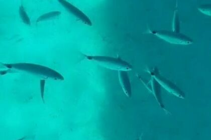 GRGINIC YACHTING SHARK B 23