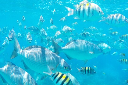 Rental Catamaran Robertson and Caine Leopard 48 Panama