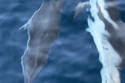 Miete Motorboot Trimarchi Petra S Sestri Levante
