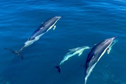 Beneteau 8.8 Spacedeck for rent