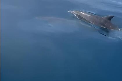 Hire Boat without licence  BARCO PRIVADO PARA AVISTAMIENTO DE DELFINES Marbella
