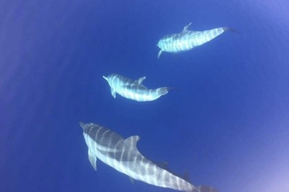 Stylmer Black Pearl 10M 500Cv