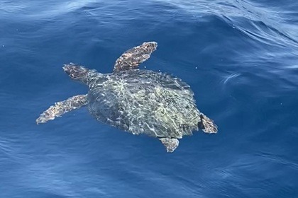 Rent ONYX Licence Free!