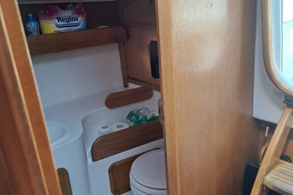 Janmor 28 sy Palomino Zalew wiślany.