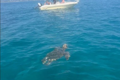 Miete Boot ohne Führerschein  Poseidon Blue Water 185 Zakynthos