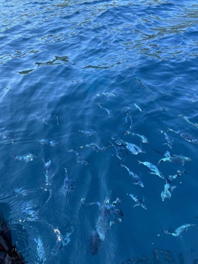 Cavalaire-sur-Mer RIB Jeanneau Cap Camarat 6.5 Wa alt tag text