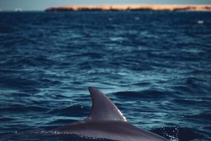 Yacht Trip 3 islands, Dolphin & Snorkeling W Lunch