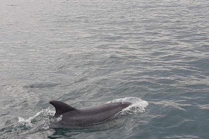 Pêche Promenade Barracuda 7