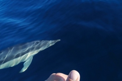 Pacific craft 6,70 open 200cv neuf