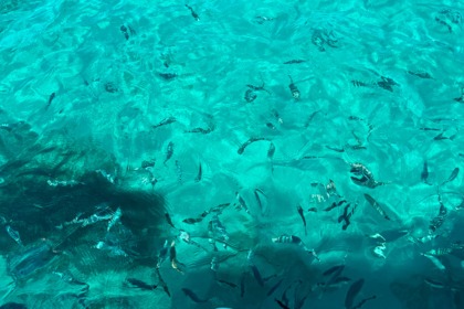 Quicksilver Open 605 Cannes