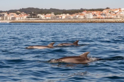 Disfruta del placer de navegar