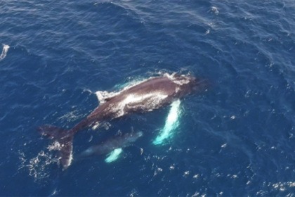 CATAMARAN CAP VERT - Belize 43