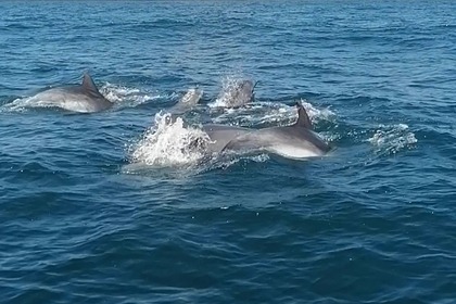 Pacific craft 6,70 open 200cv neuf