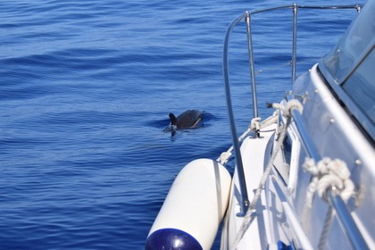 Miranda yacht - Bayliner 2355 Ciera