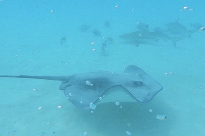 Bora Private Tour Catmaran