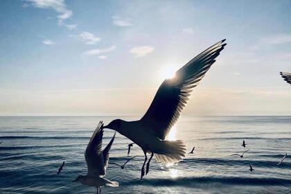 Joyeuse escapade à bord d'un voilier de caractère ?⚓?⛵