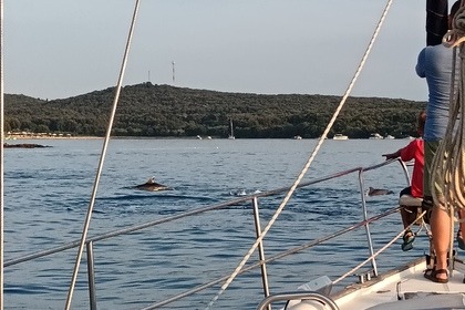 Dolphin watching and sunset