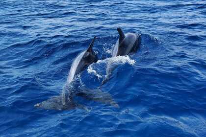 Raffaelli Ouragan 52