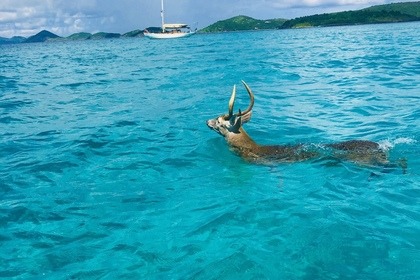 Wooden Sloop that travelled the entire globe
