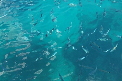 Ottima Barca per visitare la Riserva dello Zingaro