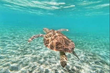 Hire Motorboat Eduardono 31.5ft Corvina Nassau