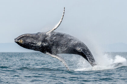 Les Grenadines en voilier d'exception