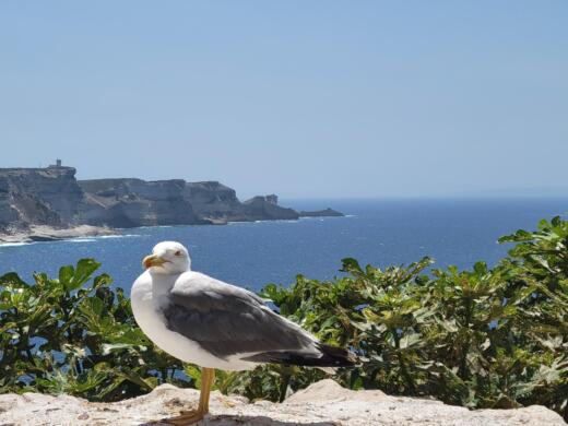 Portisco Sailboat Hanse 575 custom alt tag text