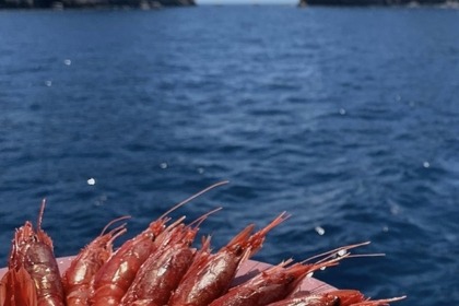 Versil Falcon 80 fly Refit