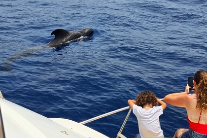 ETAP Bertram 28 Tenerife dedicated to fishing