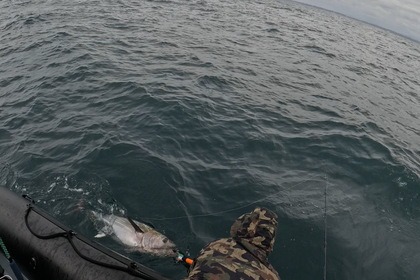 Bombard explorer 550