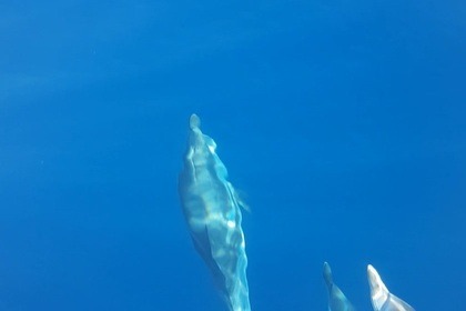 Boat ride, swimming in beautiful spots