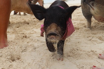 Bahamas Water Tours - GlassBottom, Snorkeling & Pig Adventure