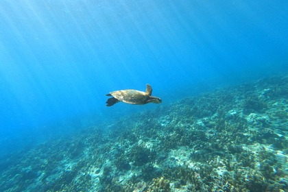 Yacht Charter A/C in San Blas Panama - Leopard