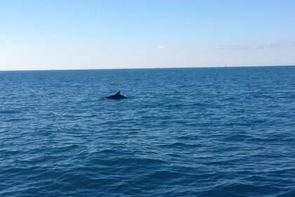 Rent a fantastic speedboat Idea 58  - no cinque terre