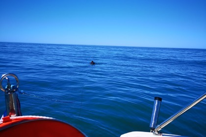 Quicksilver 635 Commander 150cv-2021 Open